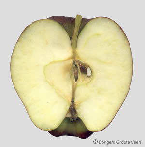 Roode Herfstcalville doorsnede