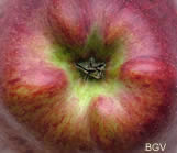 Roode Herfstcalville kelk