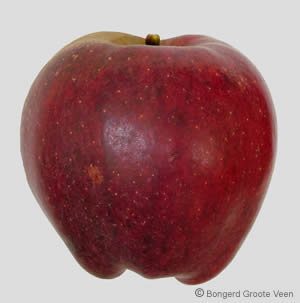 Roode Herfstcalville vrucht