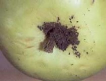 uitwerpselen in de steelholte