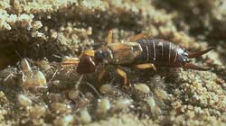 het verzorgen van de eitjes, likken en draaien.