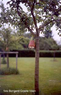 Gebruik stenen bloempotjes, deze warmen langzaam op en koelen langzaam af, nemen langzaam vocht op en geven langzaam vocht af. Een ideale huisvesting voor de opruimers.