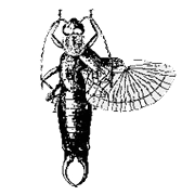 De achtervleugels komen als een waaier naar buiten