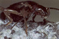 consumptie van een luis