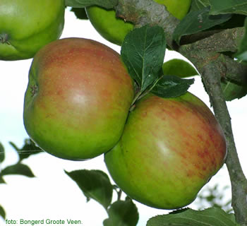 Bramley's Seedling appels