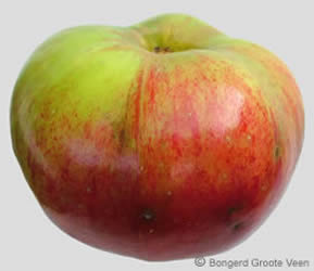 Bramley's Seedling appel