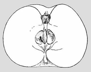Bramley's Seedling doorsnede