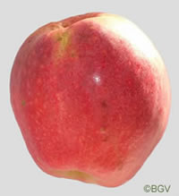 Drentse Bellefleur appel