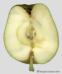 Drentse Bellefleur doorsnede