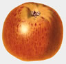 Englisch Winter Goldpearmain kelk