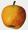Englisch Winter Goldpearmain steel