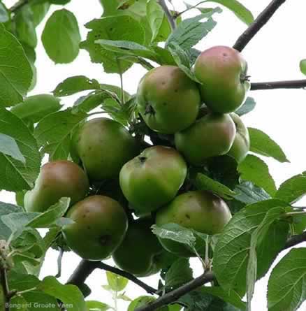 De vruchten hangen als trossen aan de boom, door hun korte steeltjes verdrukken ze elkaar.  Rijpheid  op de foto: nog 7 week en de eersten kunnen geplukt worden. 