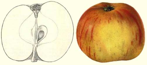 Jacques Lebel vrucht