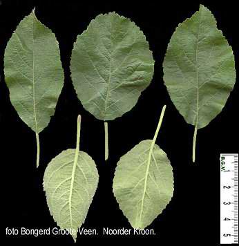 Noorderkroon blad