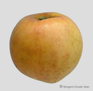 Oranje Reinette van Pomona appel
