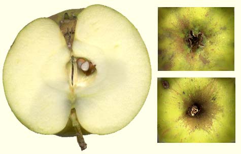 Oranje Reinette van Pomona vrucht