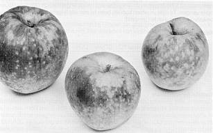 Rode Boskoop 3 appels