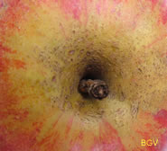 Rode Tulpappel steel