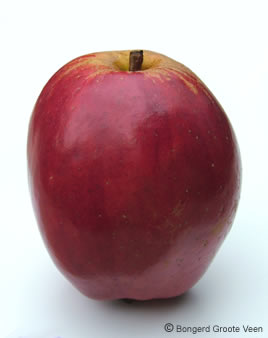 Rode Tulpappel appel