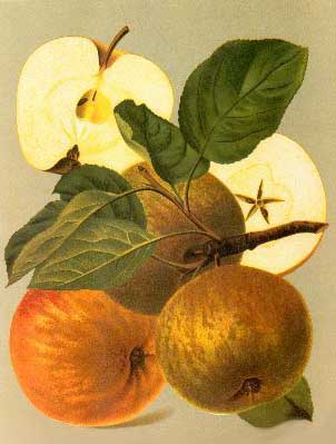 Schone van Boskoop appels