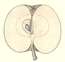 Schone van Boskoop doorsnede