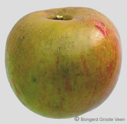 Schone van Boskoop vrucht