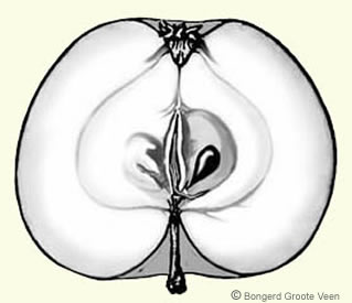 Sterappel doorsnede