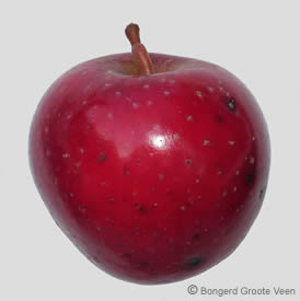 Sterappel vrucht