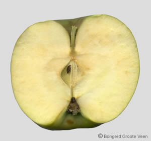 Transparente de Croncels doorsnede