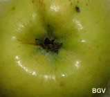 Transparente de Croncels kelk