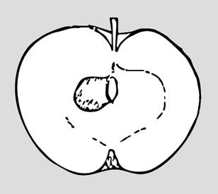 Zoete Kroon doorsnede