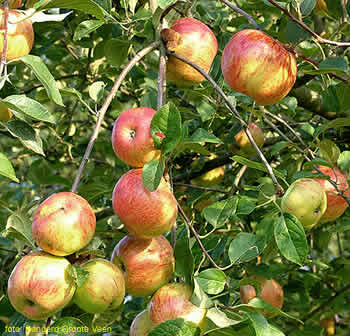 Zoete Kroon appels