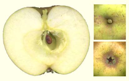 Zoete Pippeling vrucht