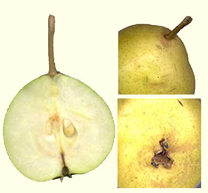 Goudbal vrucht