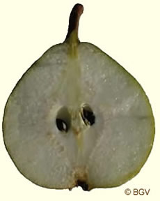 Kleipeer doorsnede