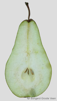 Winterrietpeer doorsnede