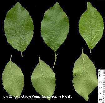 Hauszwetsche Kwetsch blad