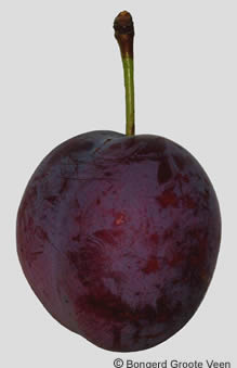 Opal vrucht