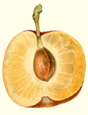 pit