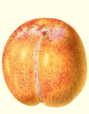 vrucht