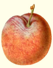 vrucht1