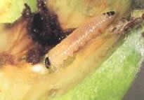 volwassen larve in een doorgesneden vrucht.