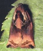 Grote Appelbladroller