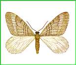 vlinder