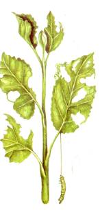 vraat
