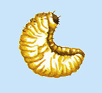 larve