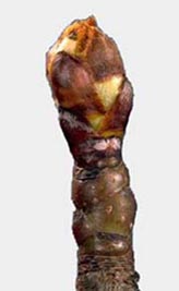 knop