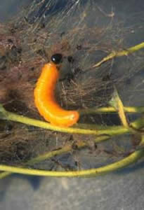vuildonkergele bladrupsen