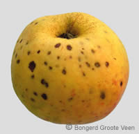 met schil
